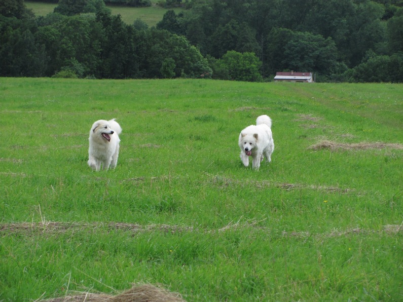 17.7.2012,Valdecke podhradi a z Vajlovny,04